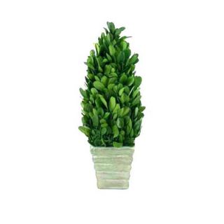 Mills Floral Boxwood 9.25 Small Cone Topiary   8519SS2420