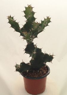  Wonder Cactus   Euphorbia totillis   4 Pot   Easy to Grow House Plant