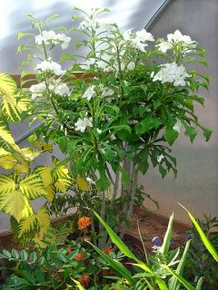 Plumeria Pudica Dwarf Evergreen Frangipani Plant
