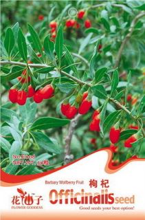 50 Seeds Health Benefits medlar Goji Berry Lycii Barbary Wolfber Seed