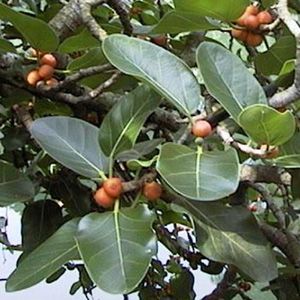 Fast Growing Banyan Tree Strangler Fig Fresh Seeds