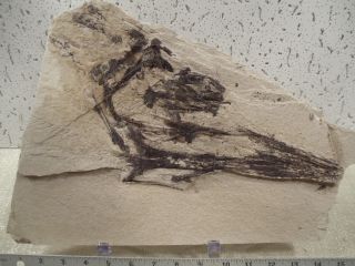 Fossil Paddlefish Skull Green River DL 125