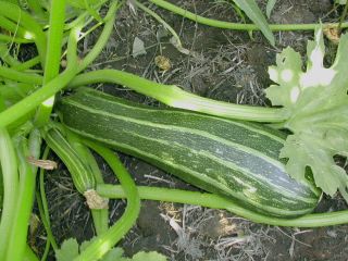 Squash Seed / Organic Heirloom Cocozelle   Botanical Interests