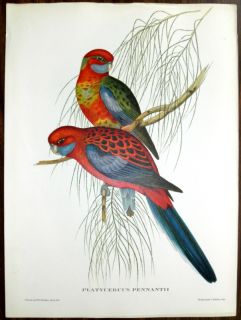  Vtg Parakeet Birds Print J Gould Hullmandel Walton
