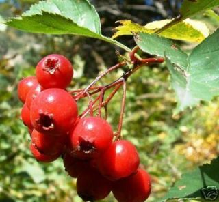  10 Hawthorn Berry Seeds Crataegus Laevigata