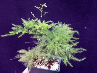 Asparagus Plumosus Terrarium Fern Foliage House Plant