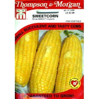 Thompson & Morgan 4794 Sweetcorn Mirai Yellow 003 Seed
