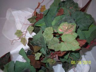 Giant Grape Ivy w Frosted Red Leaves Bush 40 Grapes