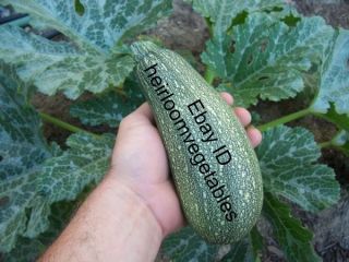  Mottled Zucchini Summer Squash Seeds Heirloom Same Day Shipping