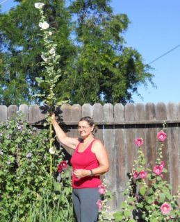 152 14 Foot Tall Hollyhock Flower Garden Seeds 25 Pacakge Alcea rosea