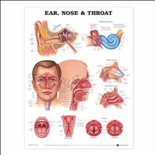 Ear, Nose, and Throat Anatomical Chart 20 X 26 Health