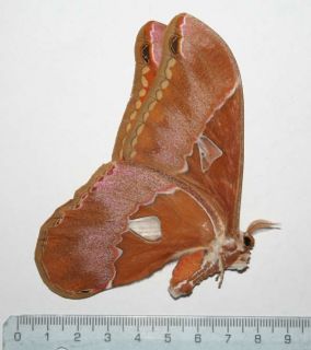 Saturniidae, Rothschildia hesperus * RARE * unm Moth PERU 521