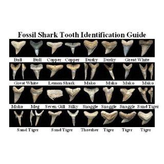 Dig for Prehistoric Fossil Shark Teeth   5 Fossilized