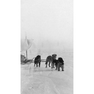 Eskimo dog teambetween ca. 1900 and ca. 1930 Vintage Black