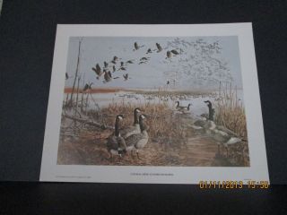 Canada Geese at Horicon Marsh Remington Arms Company 1973 Lithograph