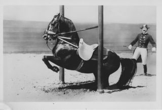 1932 LEVADE IN PILLARS   LIPIZZAN HORSE POSTCARD SPANISH RIDING SCHOOL