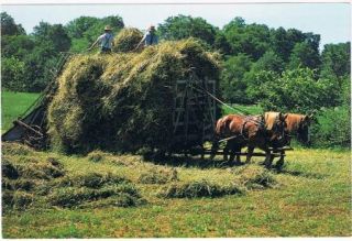 Amish Haymaking Postcard Horse Drawn Equipment
