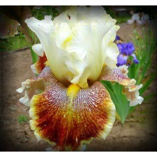 Wonders Never Cease Tall Bearded Iris Rhizome Iridaceae