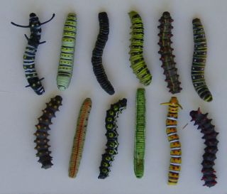  KEY for TAXONOMIC IDENTIFICATION of the Caterpillar models