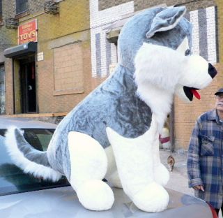 Huge 50 Stuffed Husky Big Plush Dog Jumbo Large New