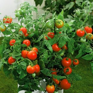 Better Bush Hybrid Tomato