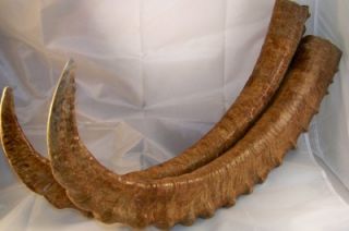 Ibex Horns from Kyrgyzstan Mountain Range