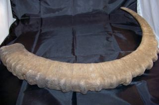 Ibex Horns from Kyrgyzstan Mountain Range