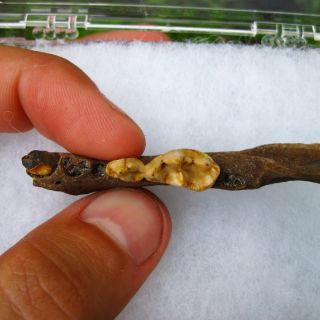  Fossil River Otter Jaw w/ Two Perfect Teeth & Partial Canine   Ice Age
