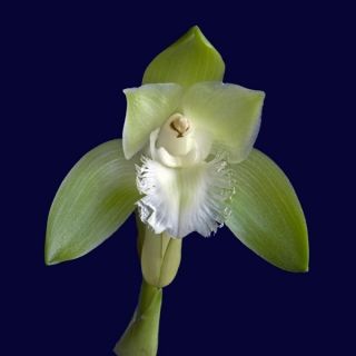 Ida Lata Species Orchid Plant in Bud