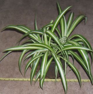 Spider Plant Chlorophytum Comosum Vittatum 1 Gallon Pot Live Plants