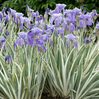 Zebra Variegated Bearded Iris Plant Free Nasturtium Plant State