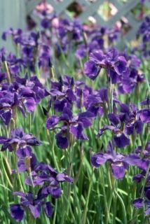 Siberian Iris Live Plant 6 Pot Size Rhizomes Perennial