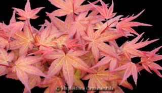 Corallinum Japanese Maple 3 Year Tree