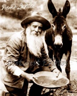 1900s Gold Prospector Miner Peter Voiss with His Donkey Burro Mine