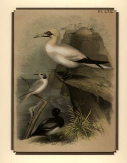 1878 Print Theodore Jaspers Birds of North America Tern & Duck Matted