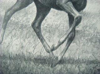 Original 1948 CW Anderson Horse Print First Try
