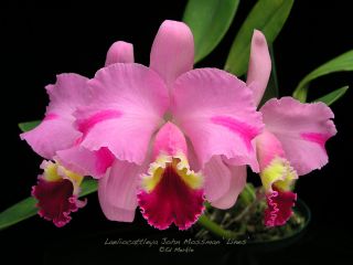 Cattleya LC John Mossman Lines Corsage Vintage Heirloom Orchid