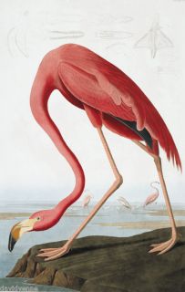 John J Audubon Pink Flamingo Bird Needlepoint Canvas 14ct or 18ct Mono Deluxe  
