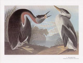 John James Audubon Folio Size Bird Print Red Necked Grebe  