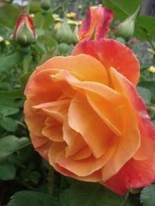 Rose Bush 'Joseph's Coat' Climbing Multicolor Rose  