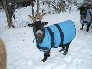 GOAT and DOG COATS   Insulated, Waterproof, Windproof   24 Collar to