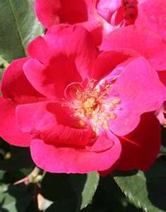 Red Knock Out Rose Brightly Colored Hardy Rose