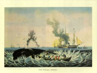 Old Print Sperm Whale SHIP Hunt Harpoon 1800s Boat