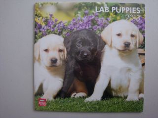 Labrador Puppies Mixed Dog Breed Square Wall 2013 Calendar Browntrout