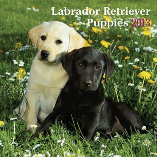 Labrador Retriever Puppies 2013 Wall Calendar