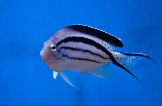 Lamarks Angelfish Genicanthus Lamarck Live Saltwater Fish