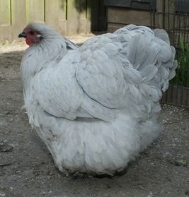 12 Lavender Orpington Hatching Eggs NPIP 1 Day Only