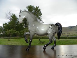 Breyer Traditional Glossy Appaloosa Family Arabian Stallion