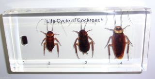 Life Cycle of American Cockroach Specimen in Lucite