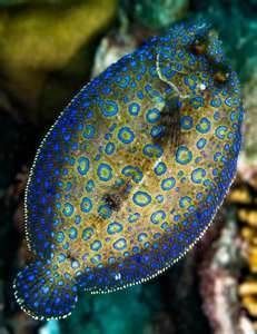 Peacock Flounder Live Saltwater Fish